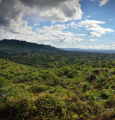 foto hutan sementara