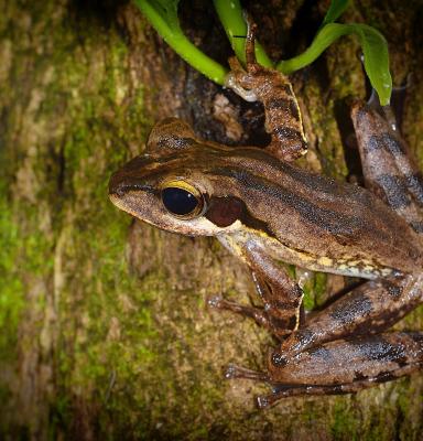 katak