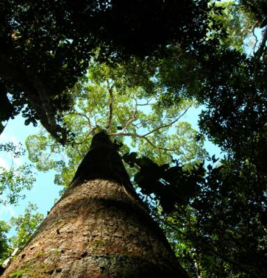 foto pohon untuk CB