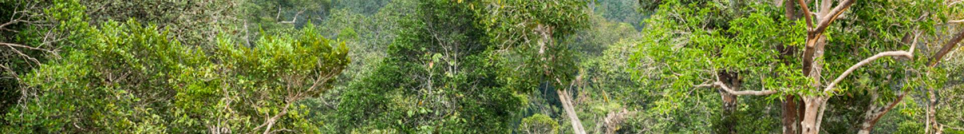 hutan TBI