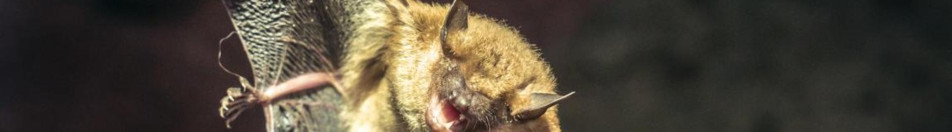 bat
