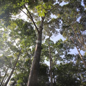 Hutan Visi dan misi