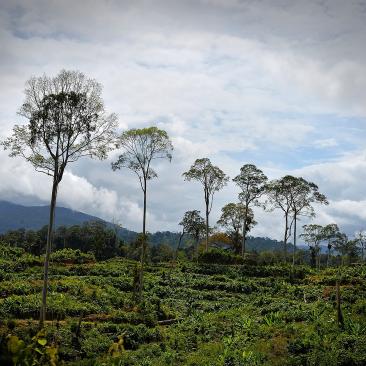 Manfaat Bagi Hutan